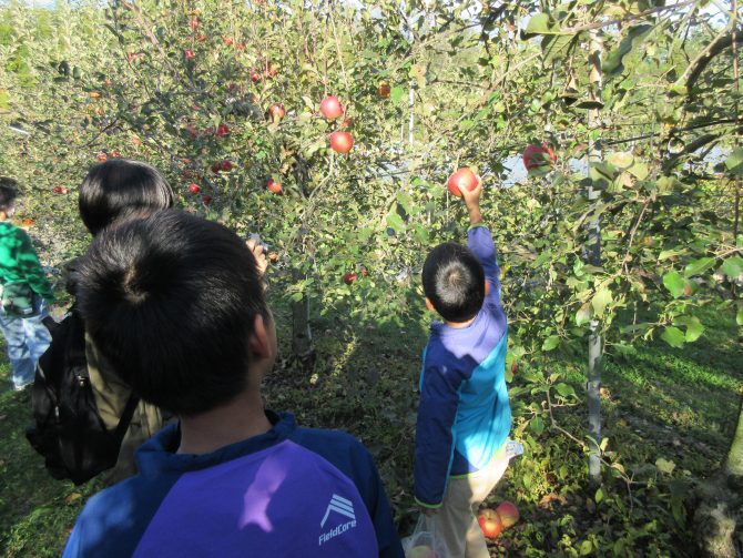 写真：リンゴ狩り